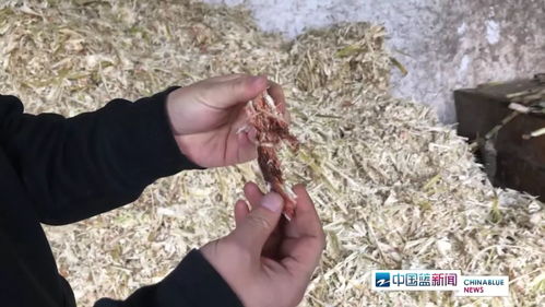 紅糖安全風波 義烏知名紅糖廠被查出多項問題，如何科學看待？